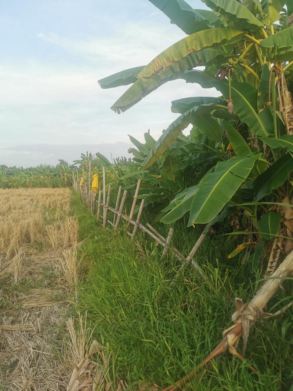 WhatsApp Image 2024-07-26 at 09.52.48