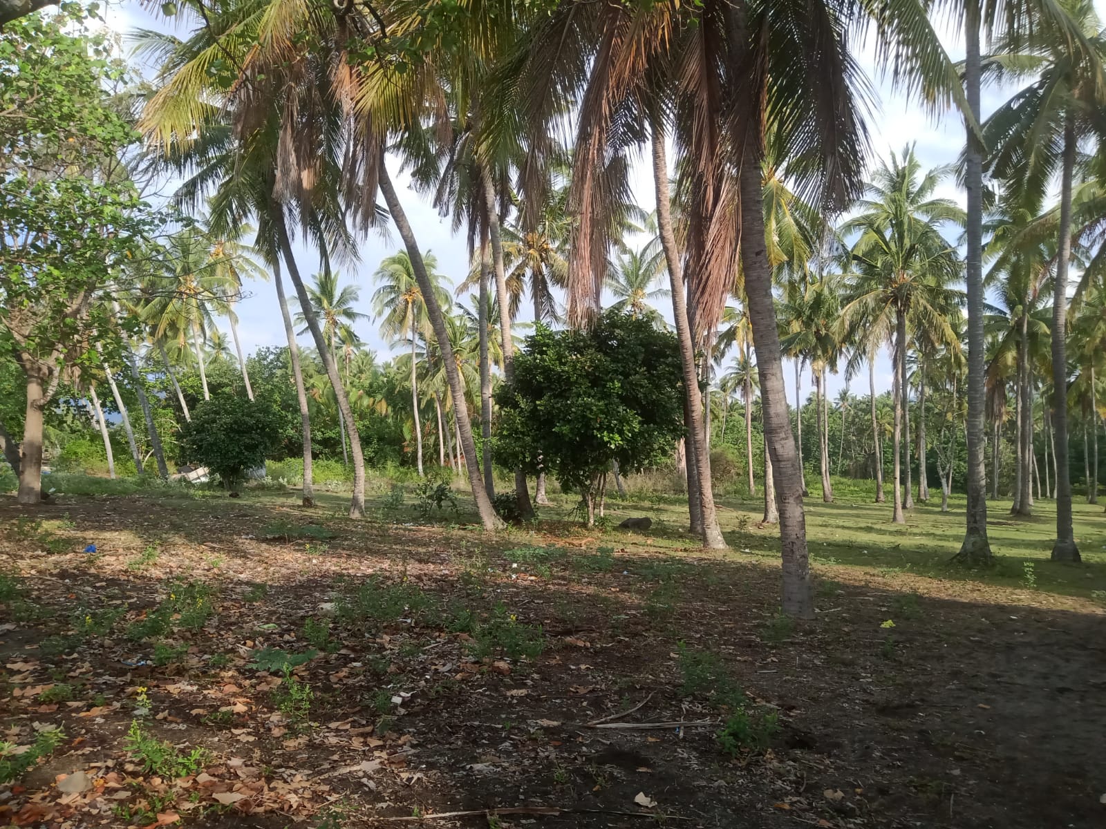 WhatsApp Image 2024-11-11 at 11.52.54